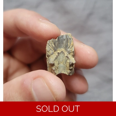 Triceratops Horridus Fossil Dinosaur Shed Tooth